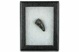 Rare, Cretaceous Crocodile (Goniopholis) Tooth - England #352097-2